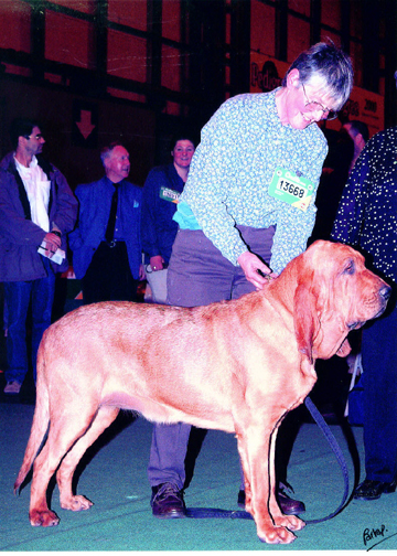 Travesty winning the CC and BOB  at Crufts. Photo by Farlap